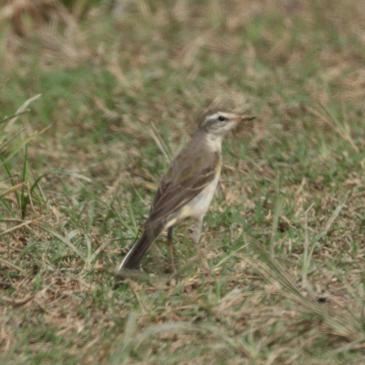 Eastern Yellow Wagtail (Eastern) - ML645573286