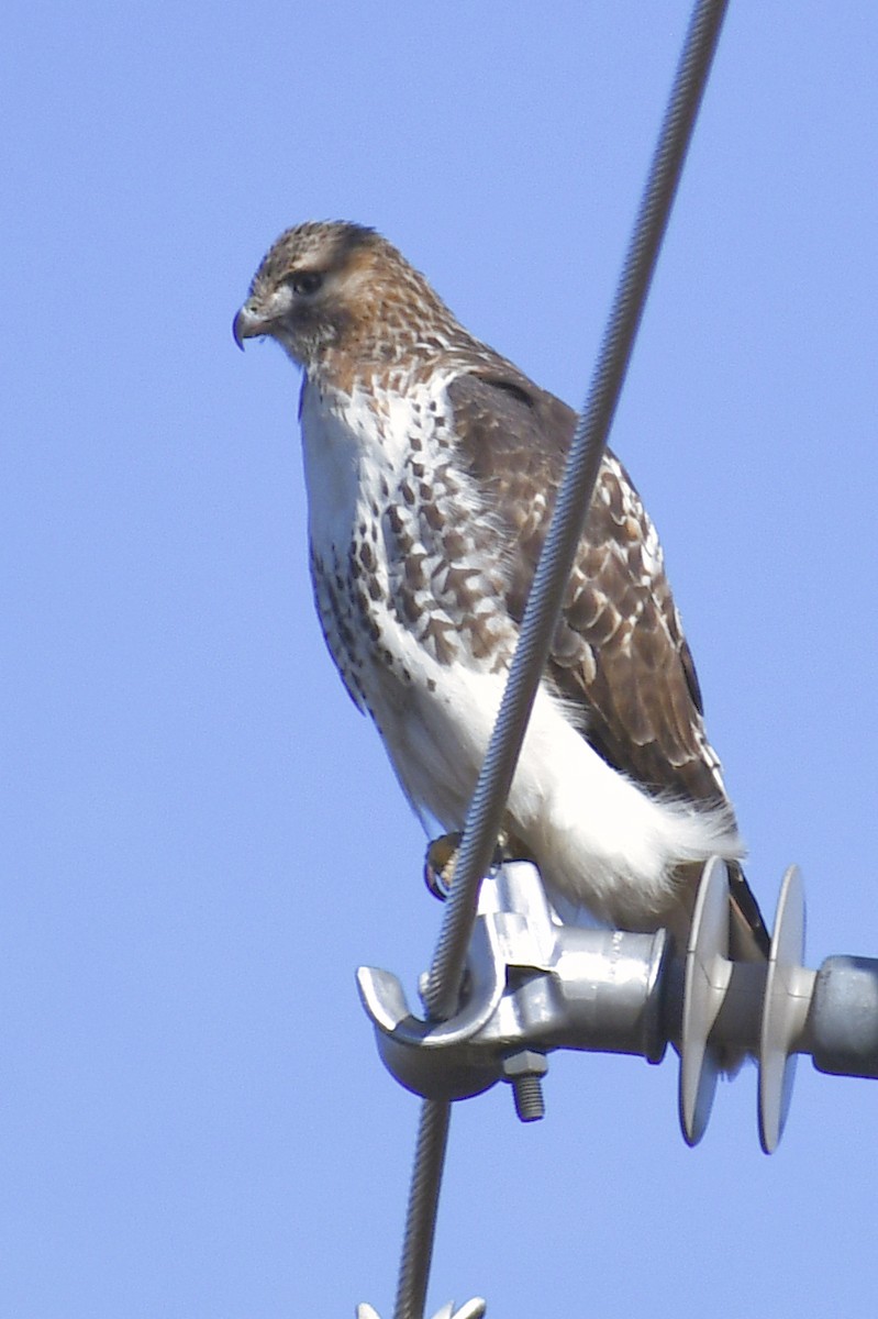 Red-tailed Hawk (borealis) - ML645573295
