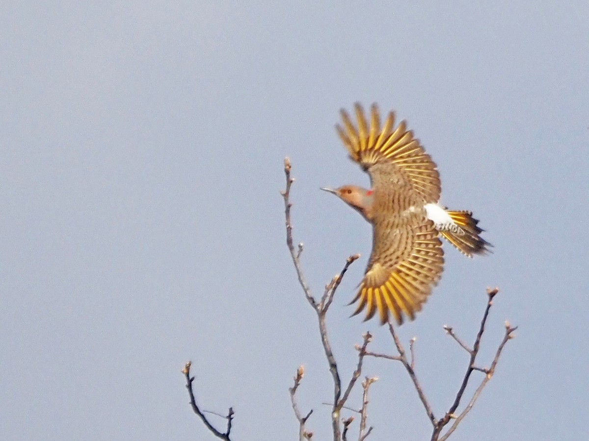 Northern Flicker - ML645573298