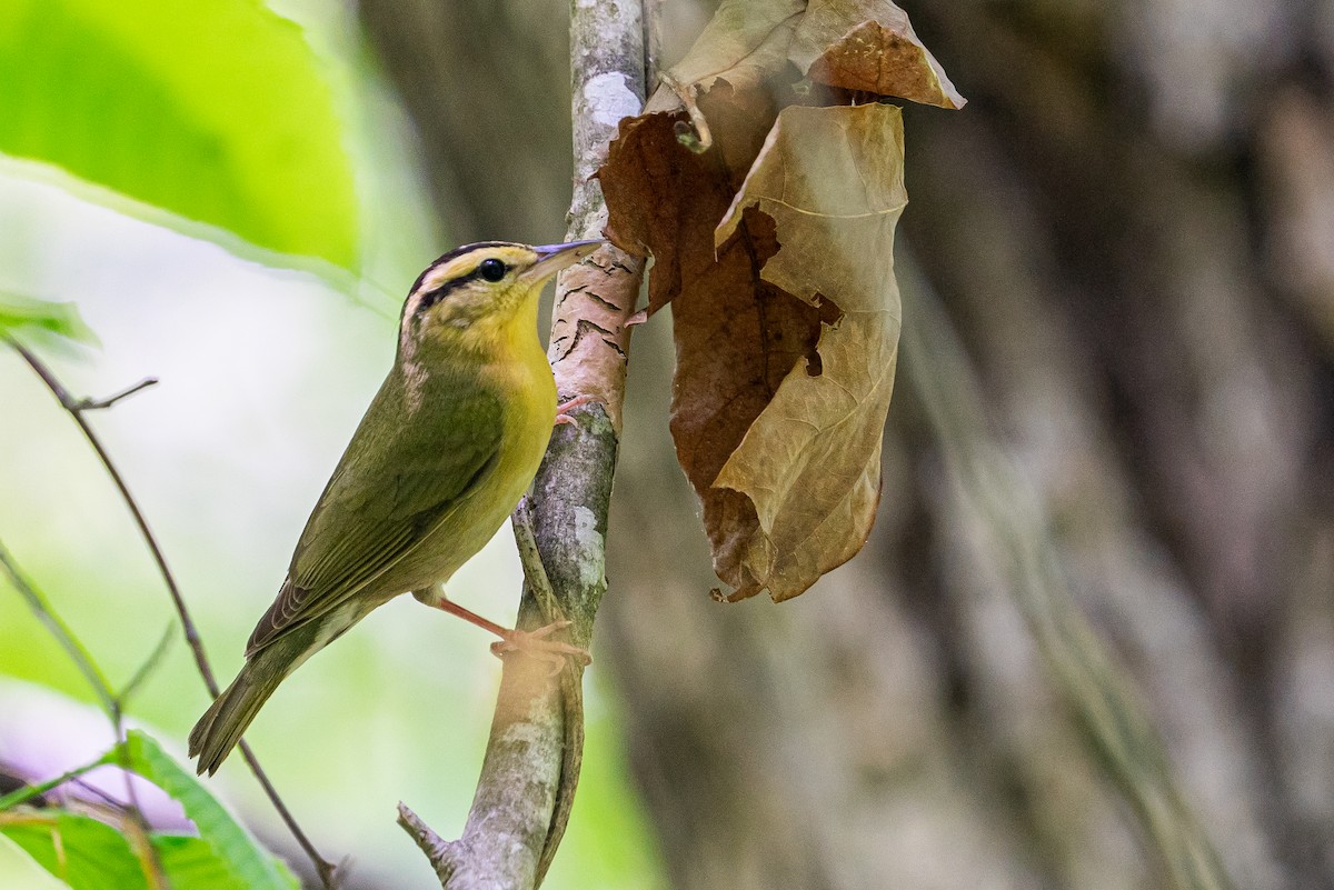 Worm-eating Warbler - ML645573299