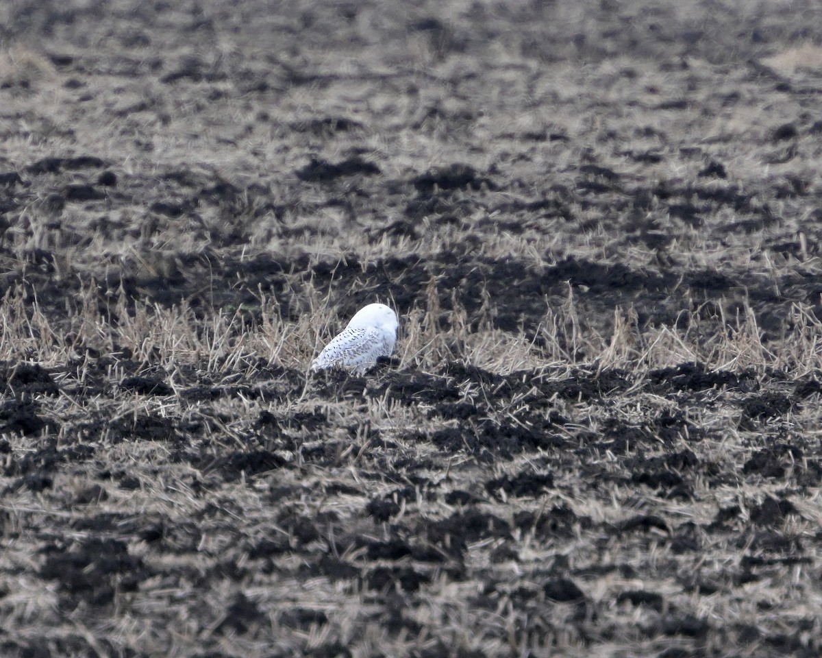 Snowy Owl - ML645573324