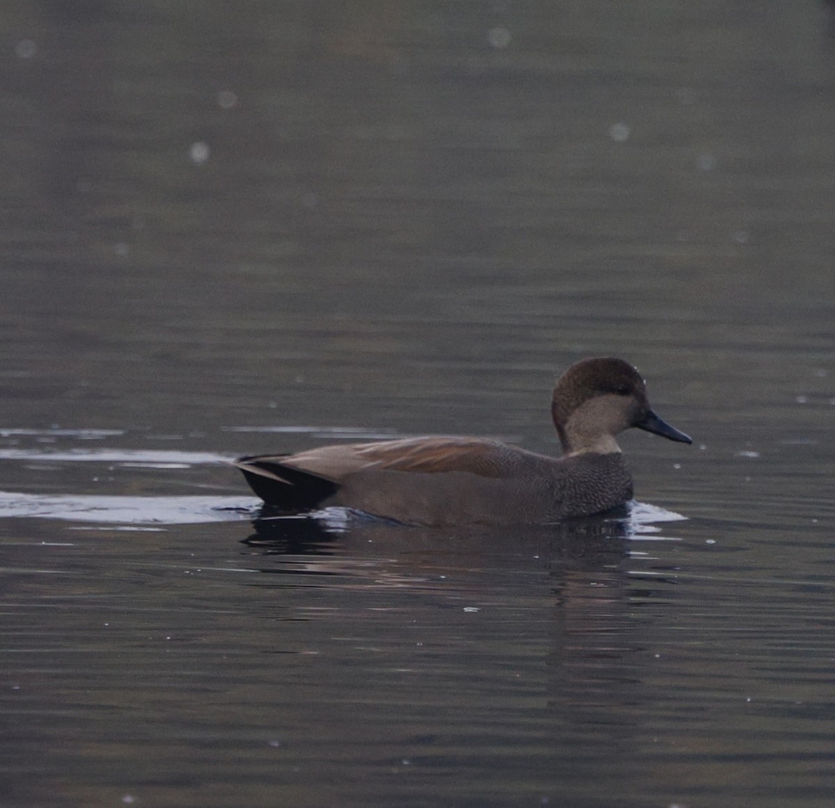 Серая утка - ML645573328