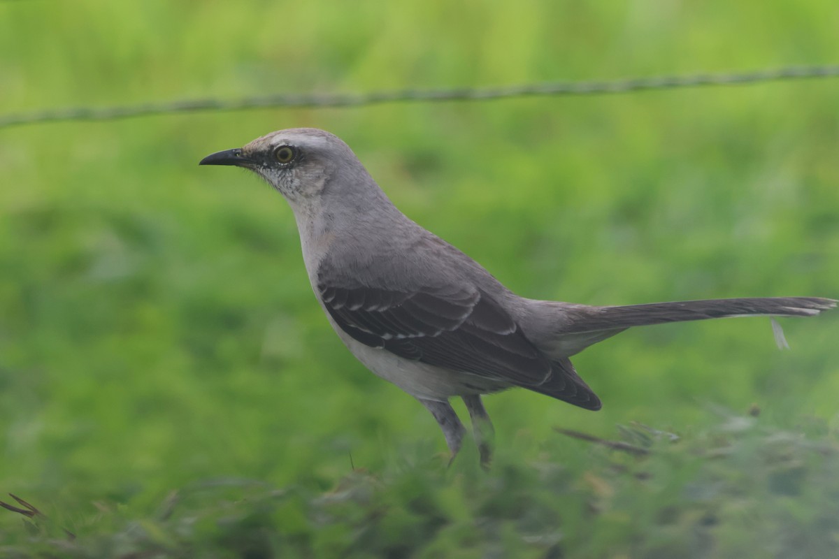 Moqueur des savanes - ML645573329