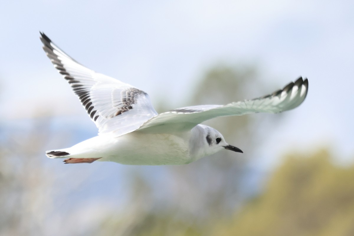 Bonaparte's Gull - ML645573331