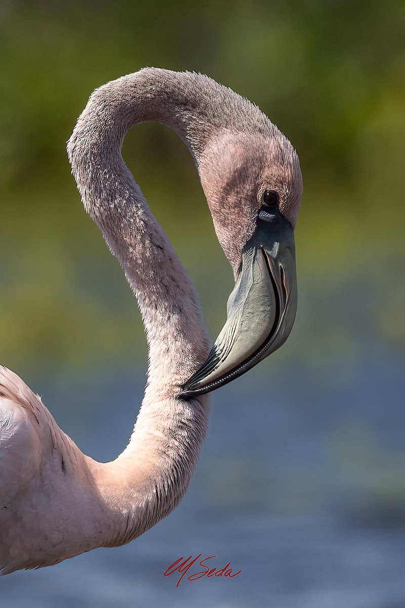 American Flamingo - ML645573332