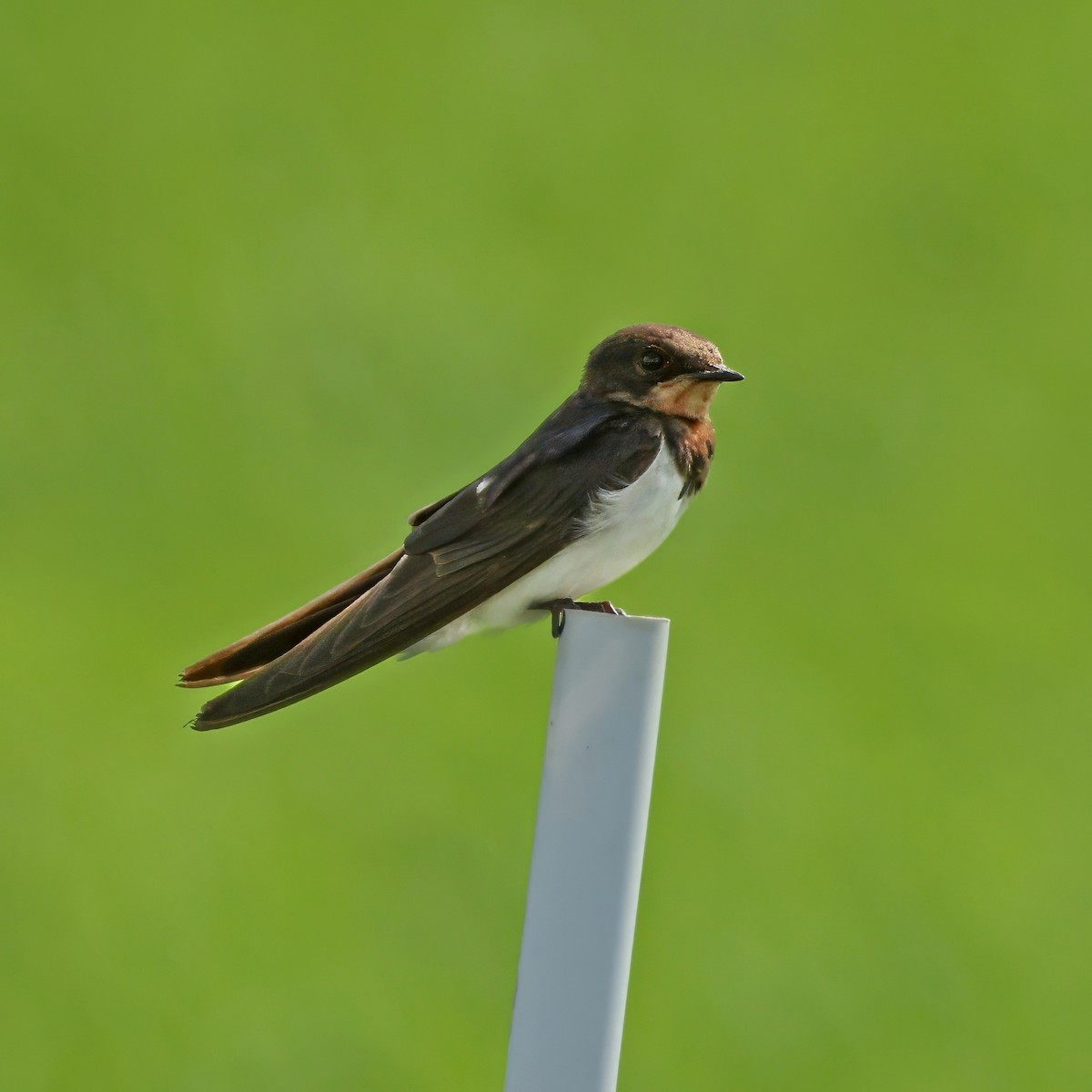 Barn Swallow - ML645573334