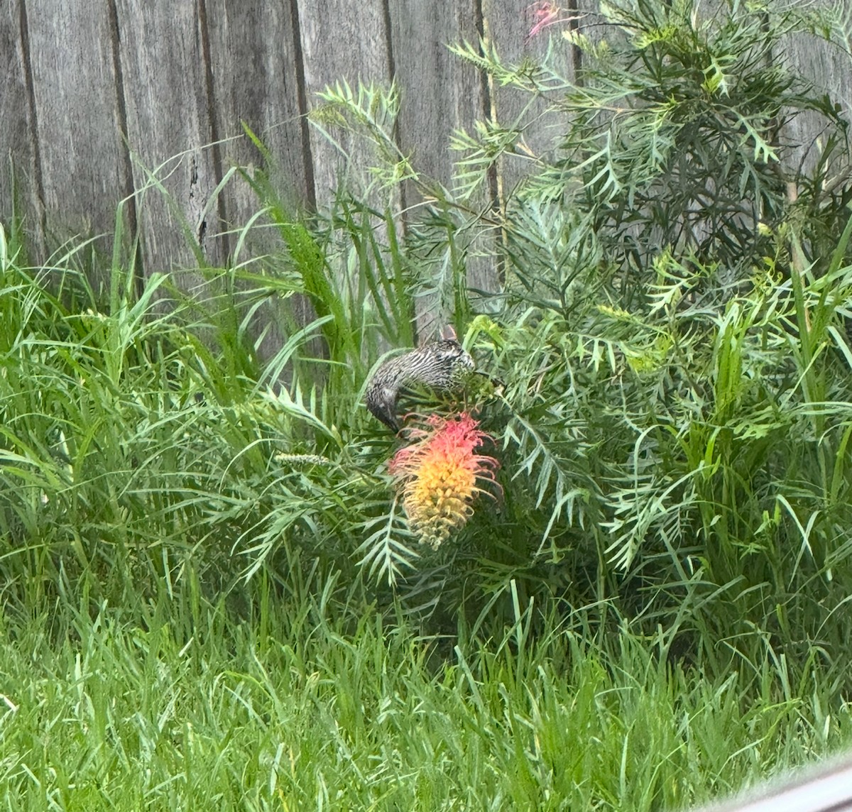 Little Wattlebird - ML645573335