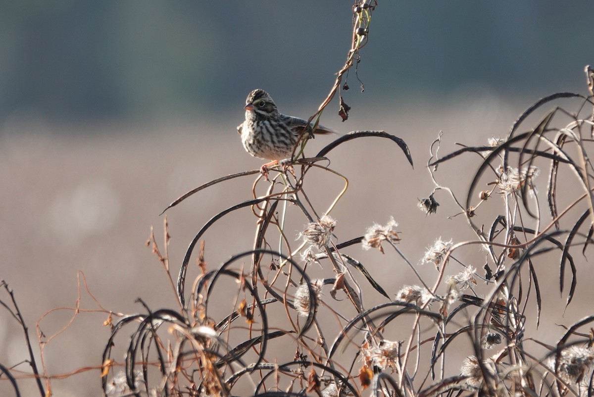 Savannah Sparrow - ML645573337