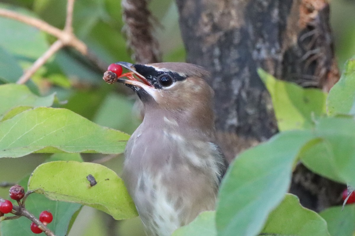 Cedar Waxwing - ML645573352