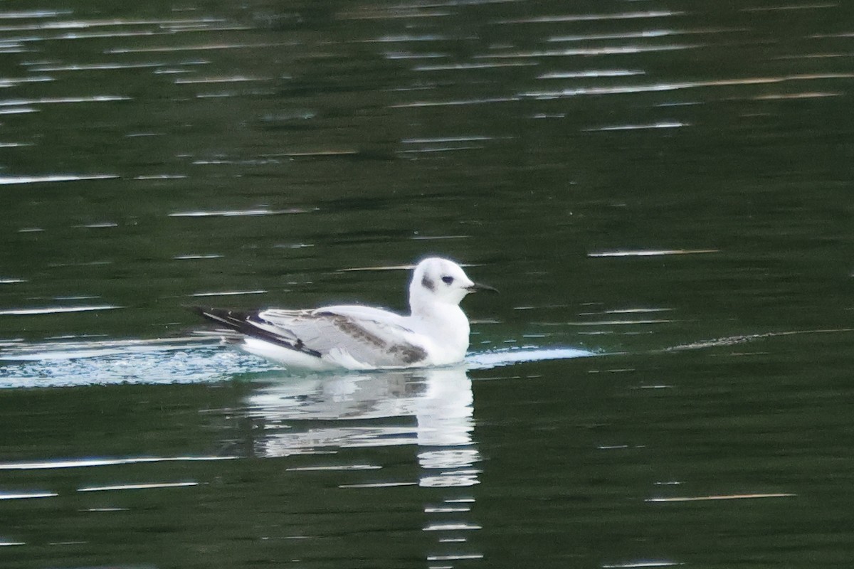 Bonaparte's Gull - ML645573353