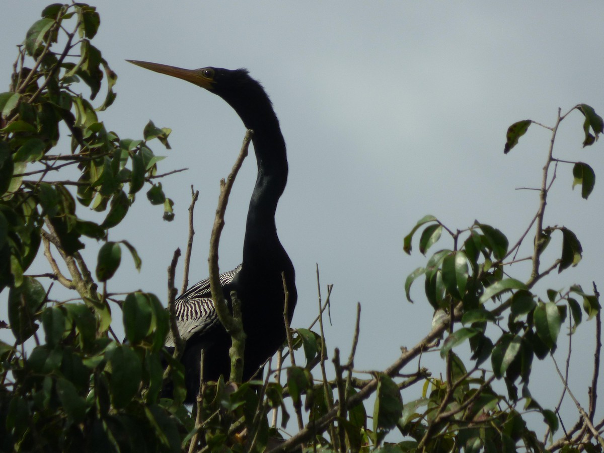 Anhinga - ML645573354