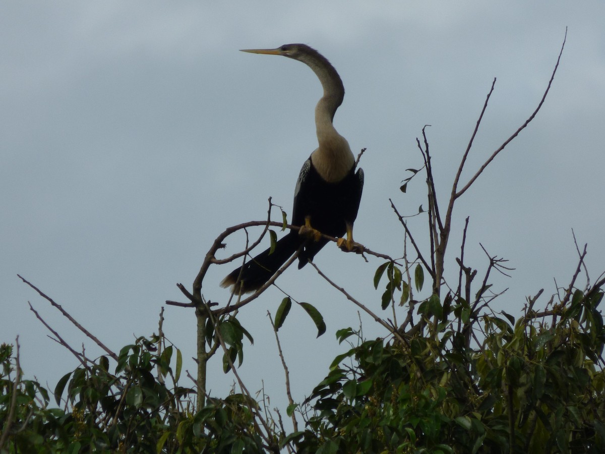 Anhinga - ML645573355