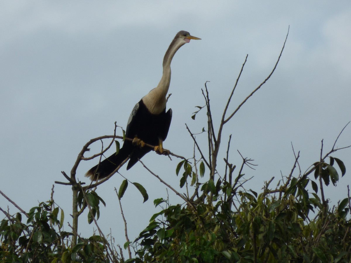 Anhinga - ML645573356
