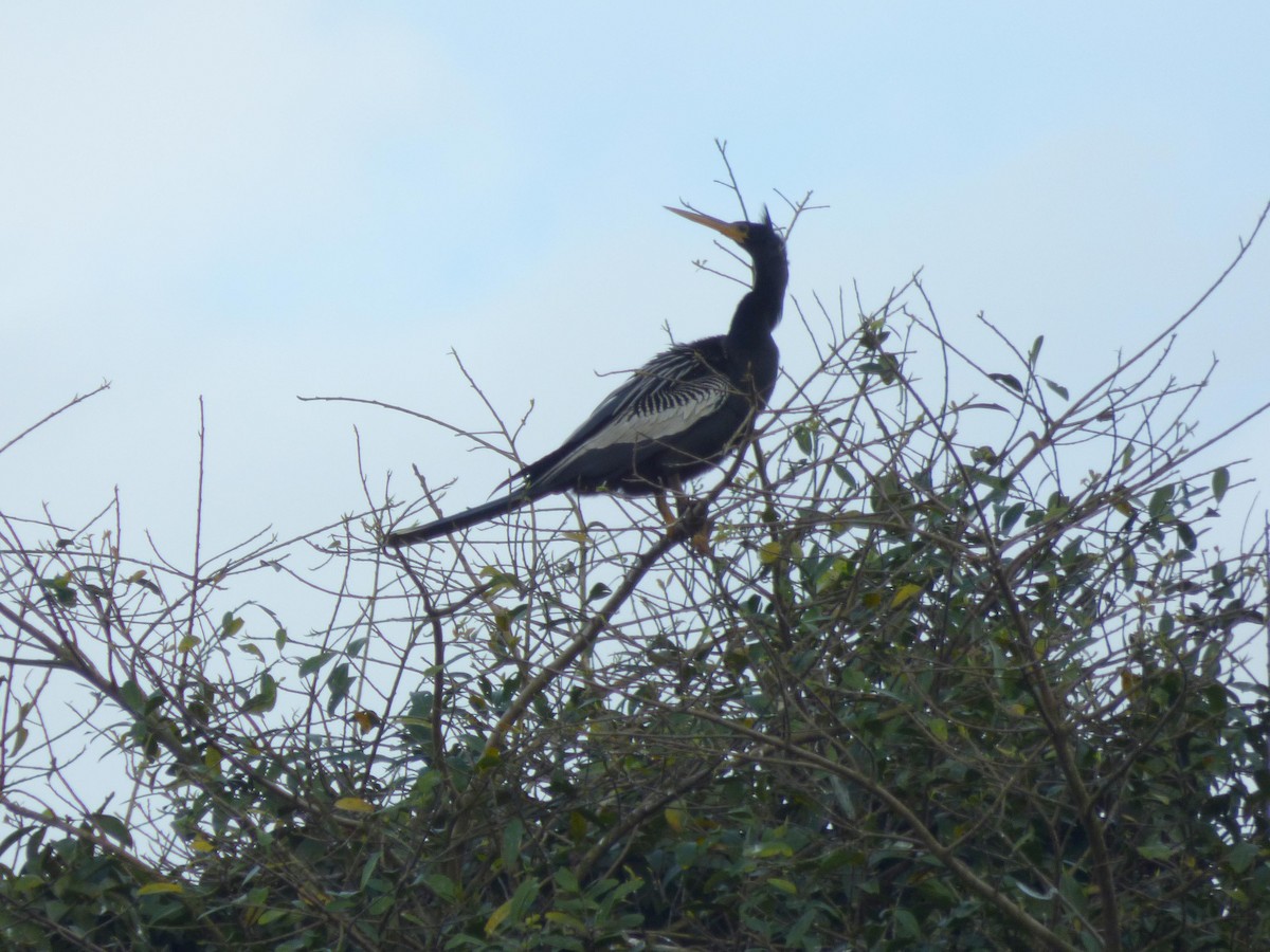 Anhinga - ML645573357