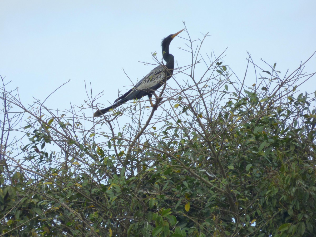 Anhinga - ML645573358