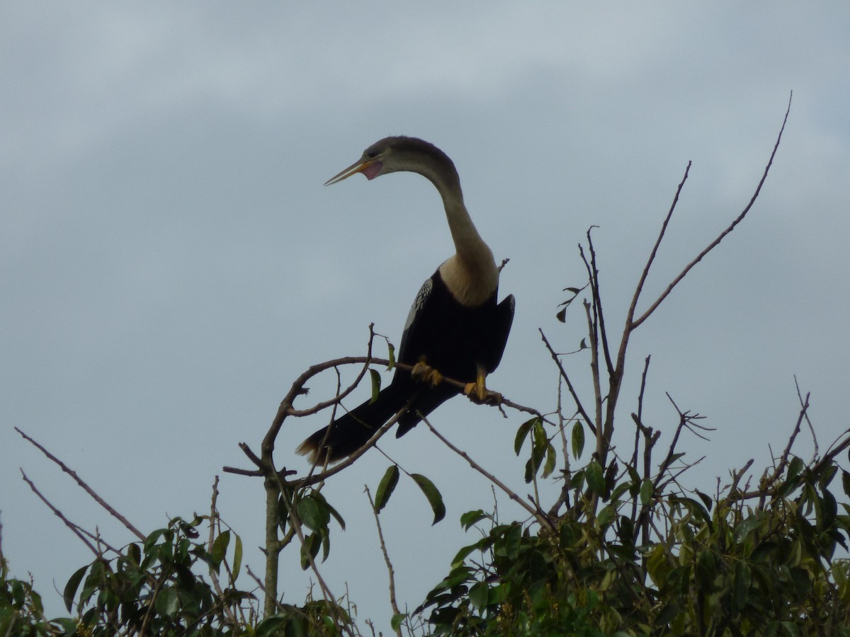 Anhinga - ML645573359