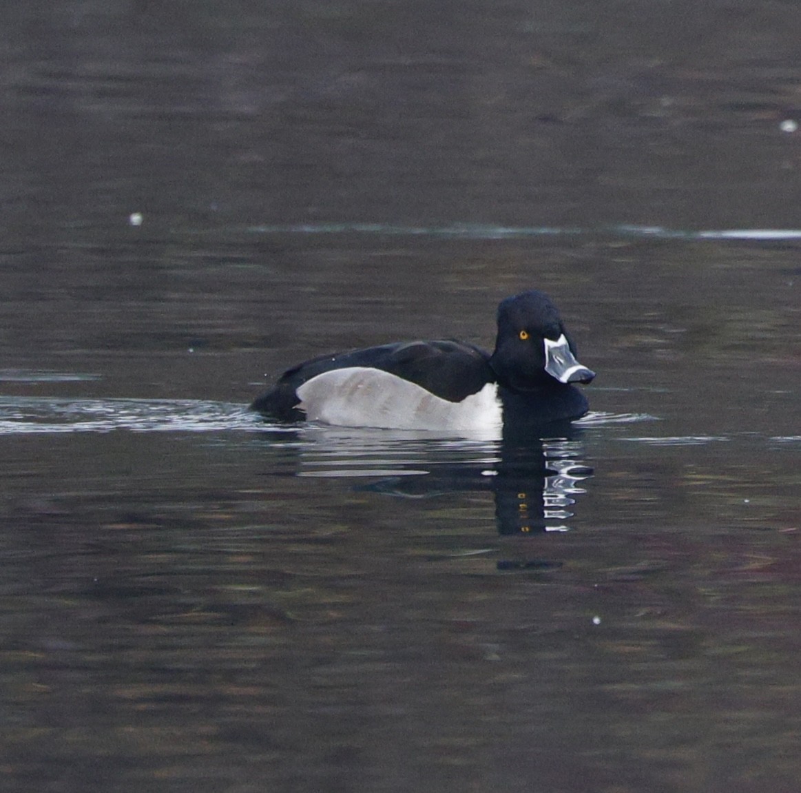 Ring-necked Duck - ML645573362