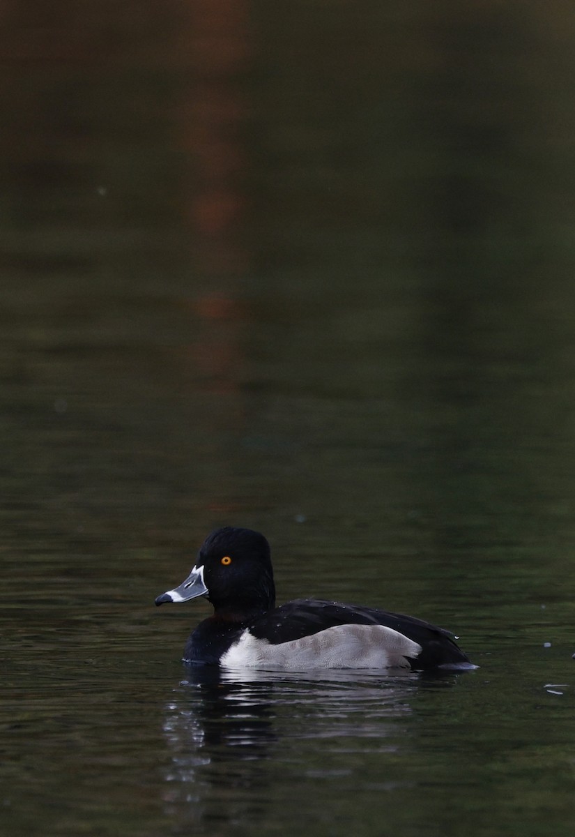 Ring-necked Duck - ML645573363
