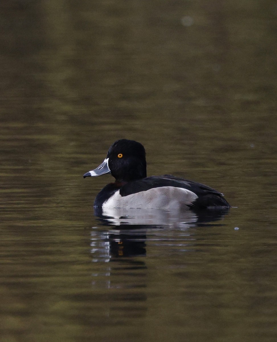 Ring-necked Duck - ML645573364