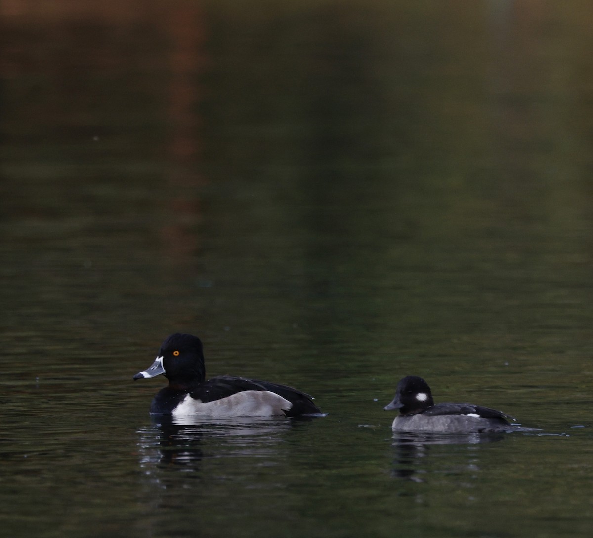 Ring-necked Duck - ML645573365