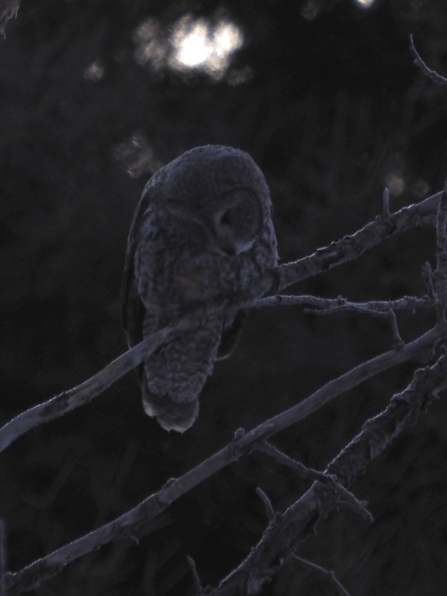 Great Gray Owl - ML645573368