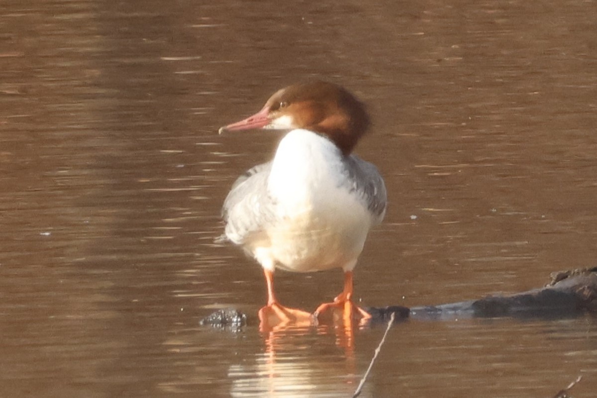 Common Merganser - ML645573369