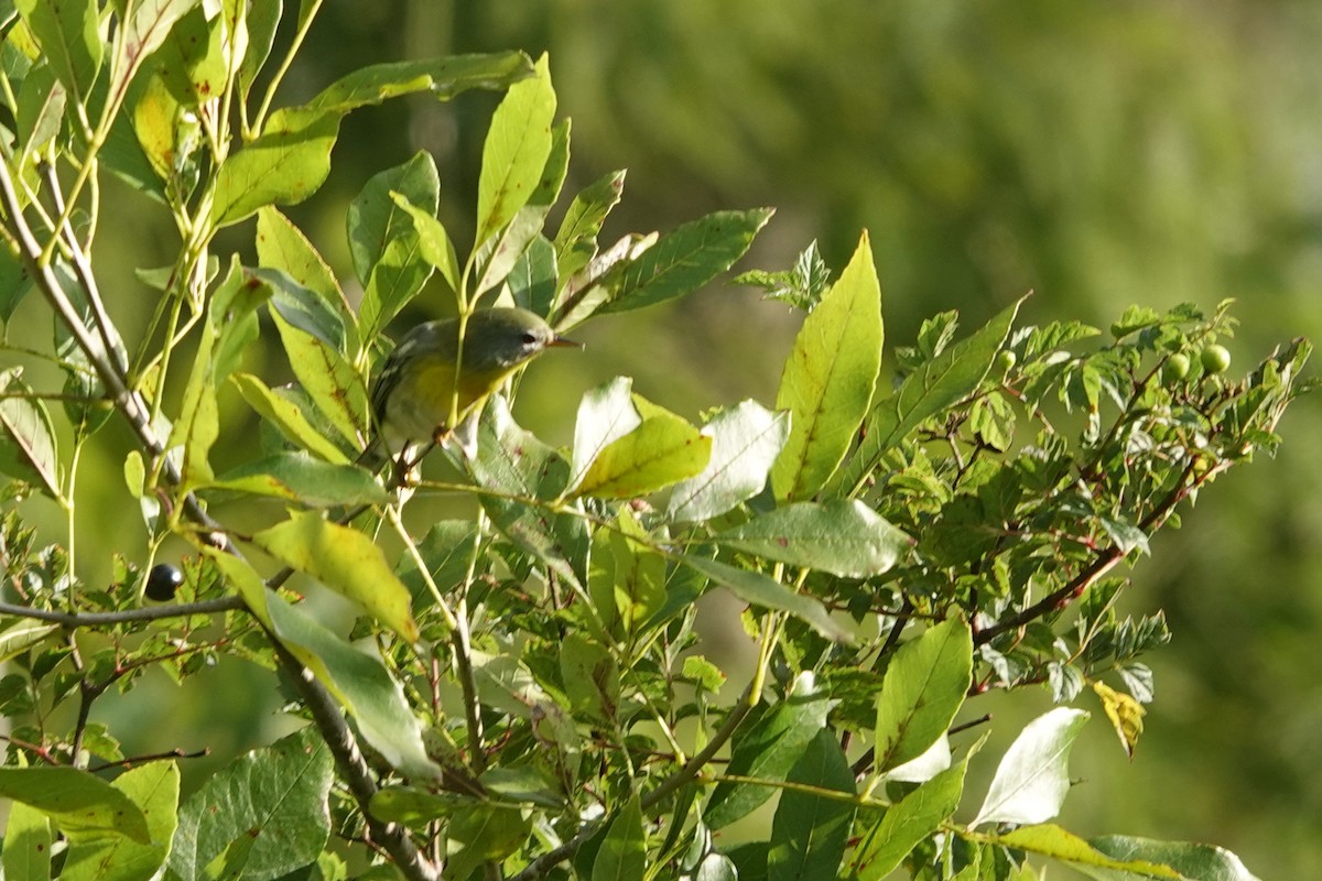 Northern Parula - ML645573377