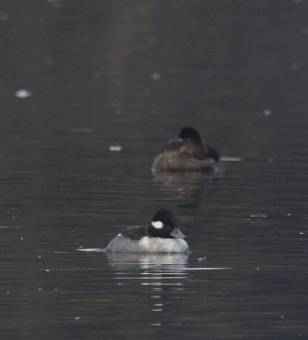 Bufflehead - ML645573379