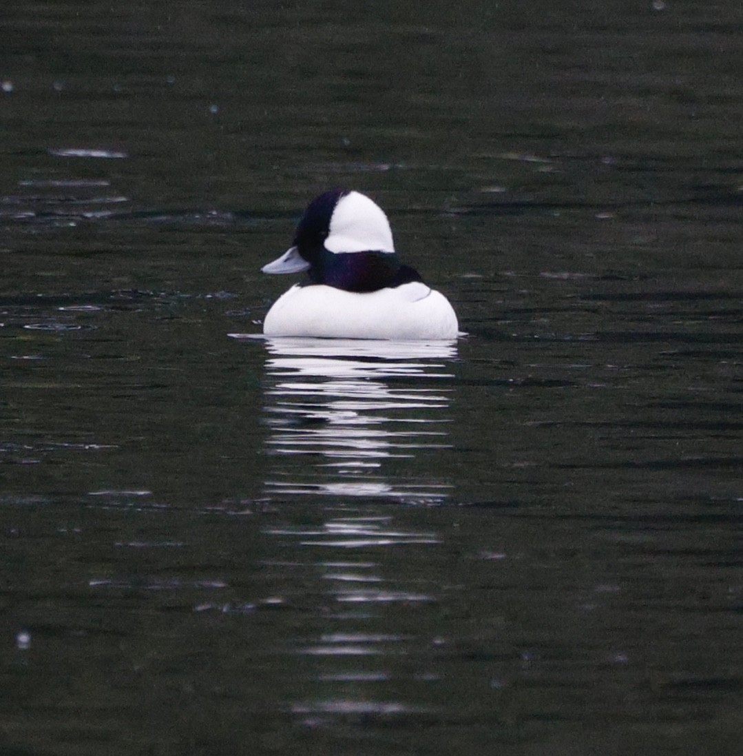 Bufflehead - ML645573381