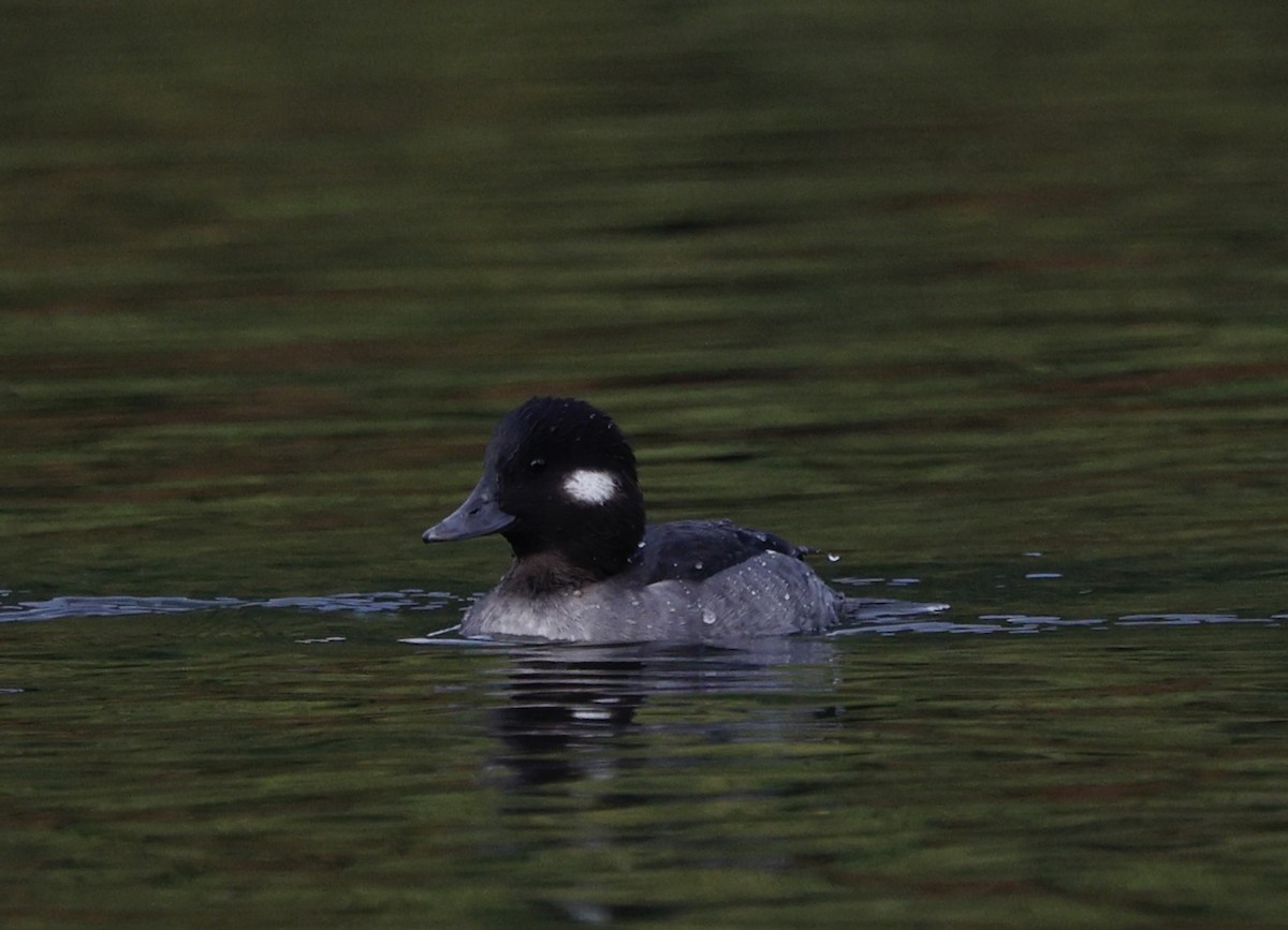 Bufflehead - ML645573382