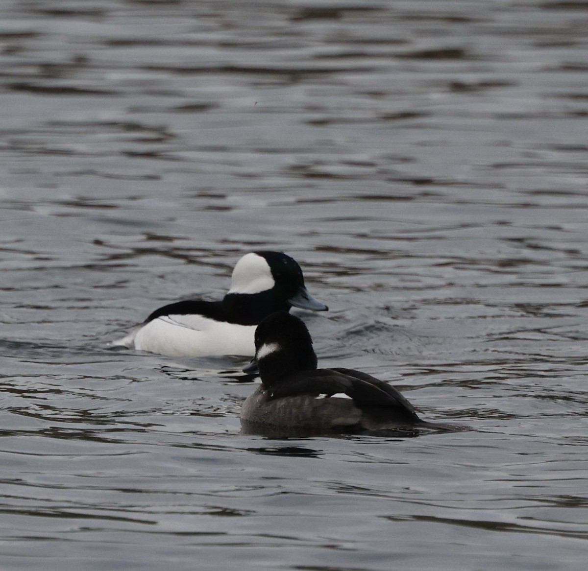 Bufflehead - ML645573384