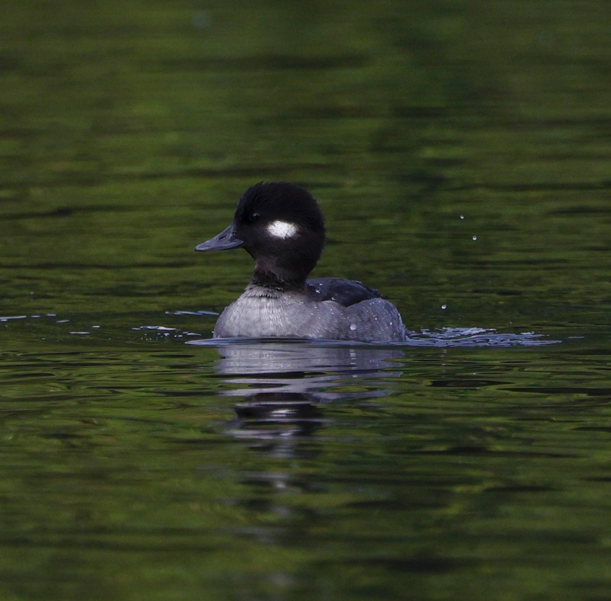 Bufflehead - ML645573385