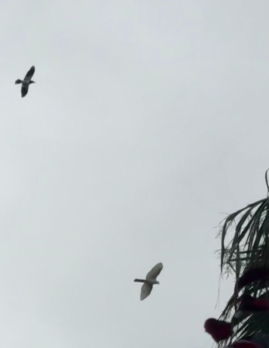 Gray Goshawk - ML645573388