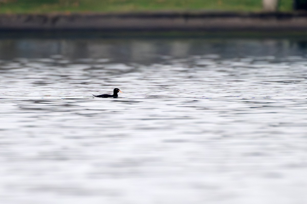 Surf Scoter - ML645573396