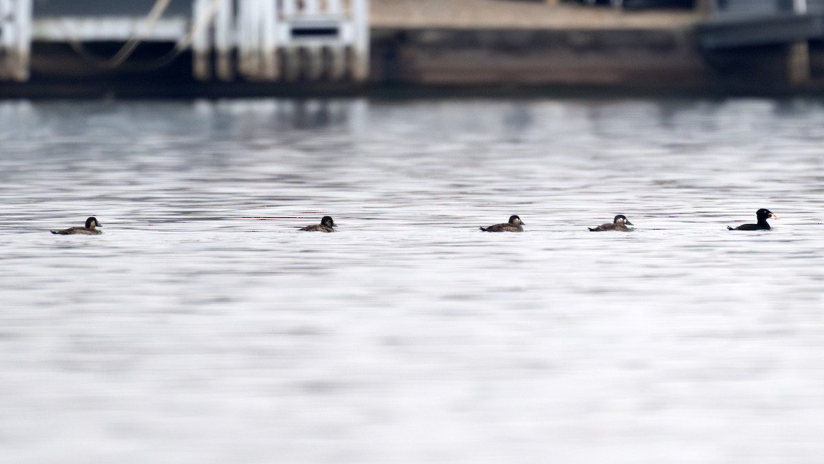 Surf Scoter - ML645573397