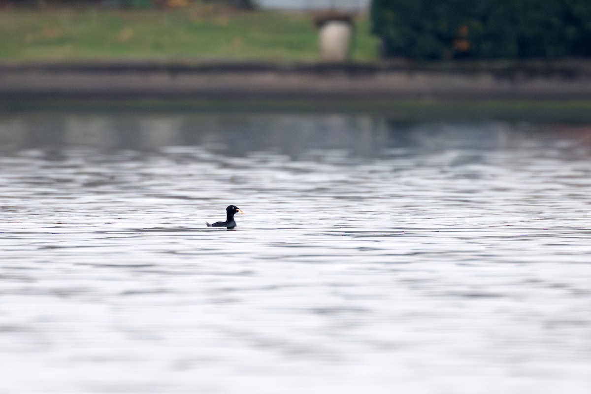 Surf Scoter - ML645573398