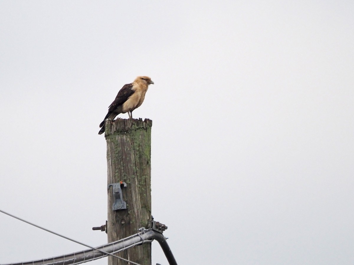 Yellow-headed Caracara - ML645573412