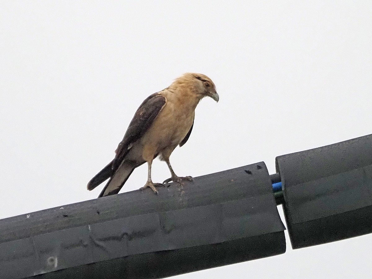 Yellow-headed Caracara - ML645573413