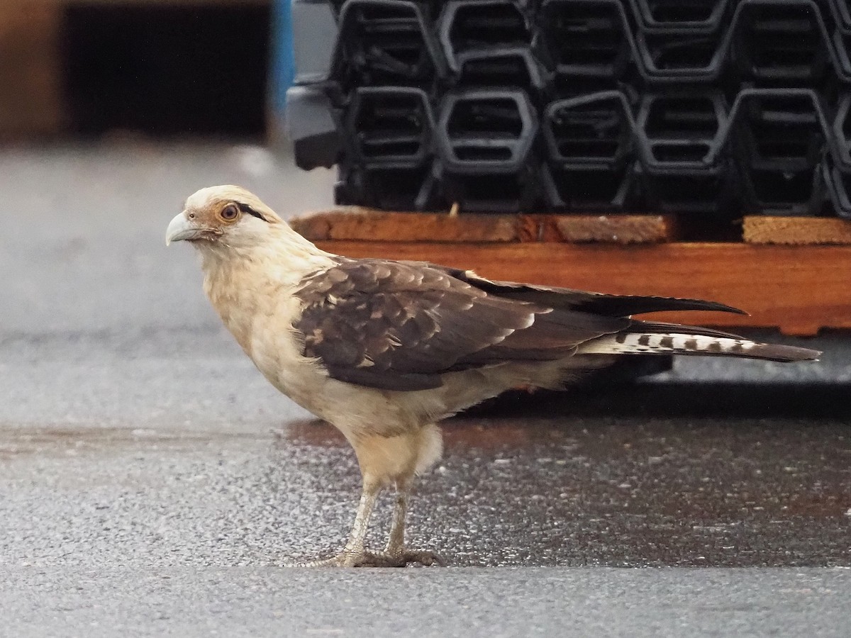 Yellow-headed Caracara - ML645573415