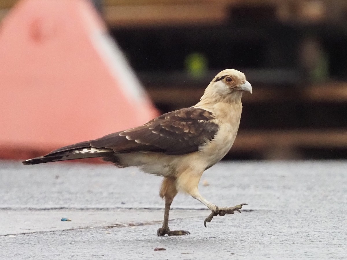 Yellow-headed Caracara - ML645573416