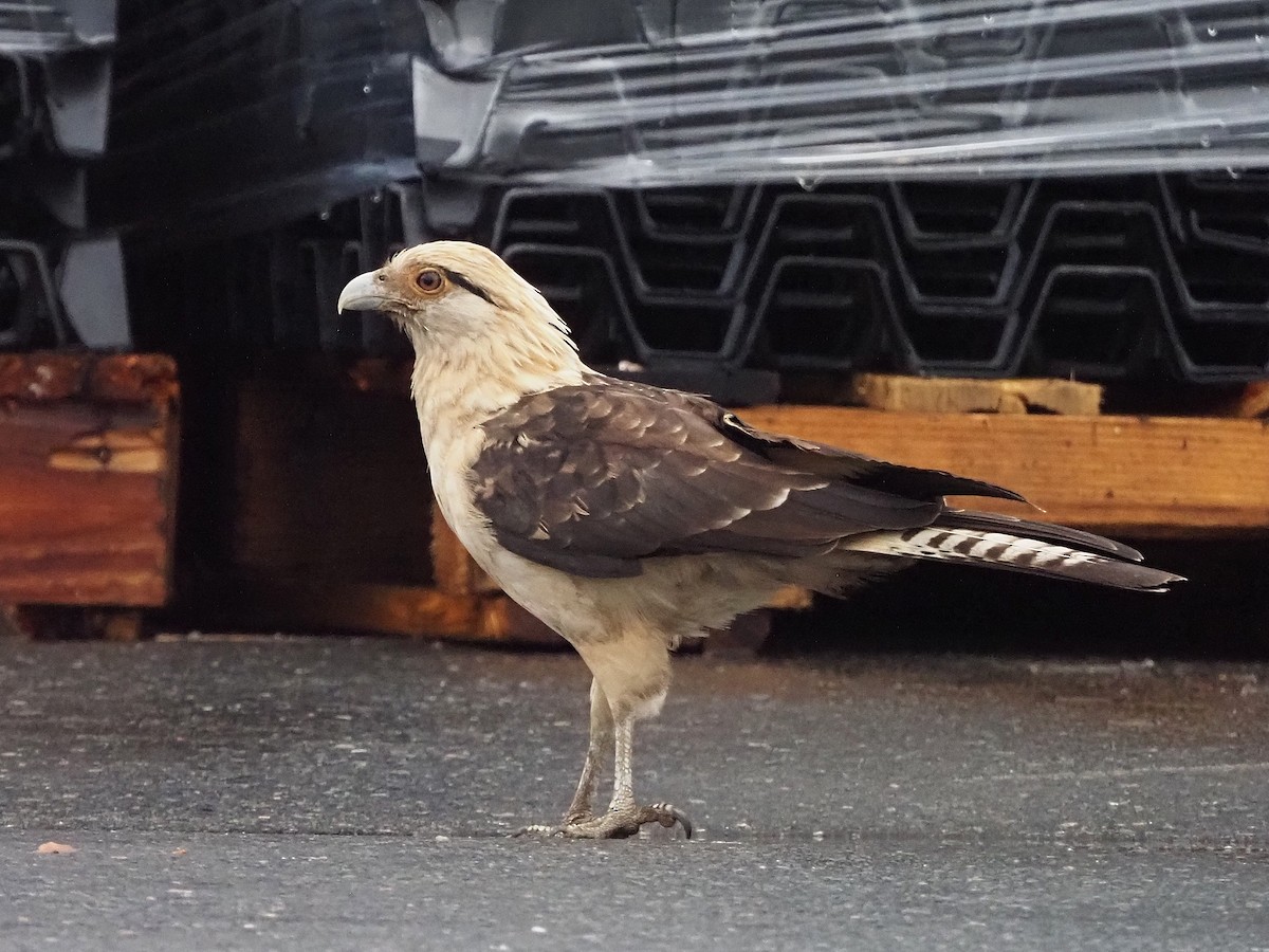 Yellow-headed Caracara - ML645573417
