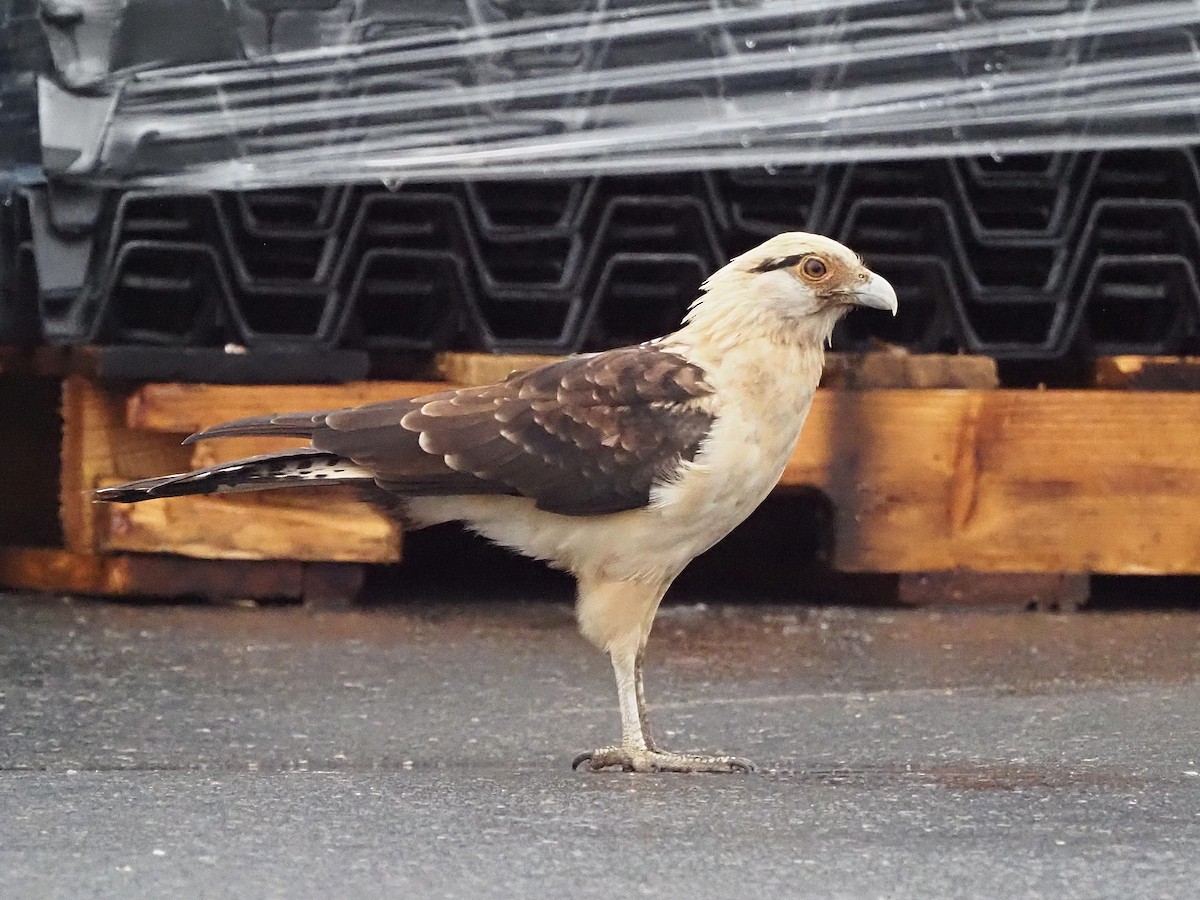 Yellow-headed Caracara - ML645573418