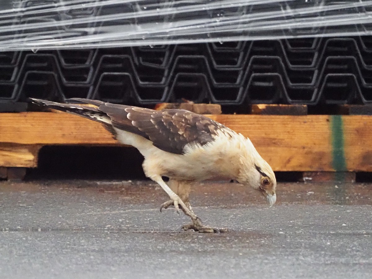 Yellow-headed Caracara - ML645573419
