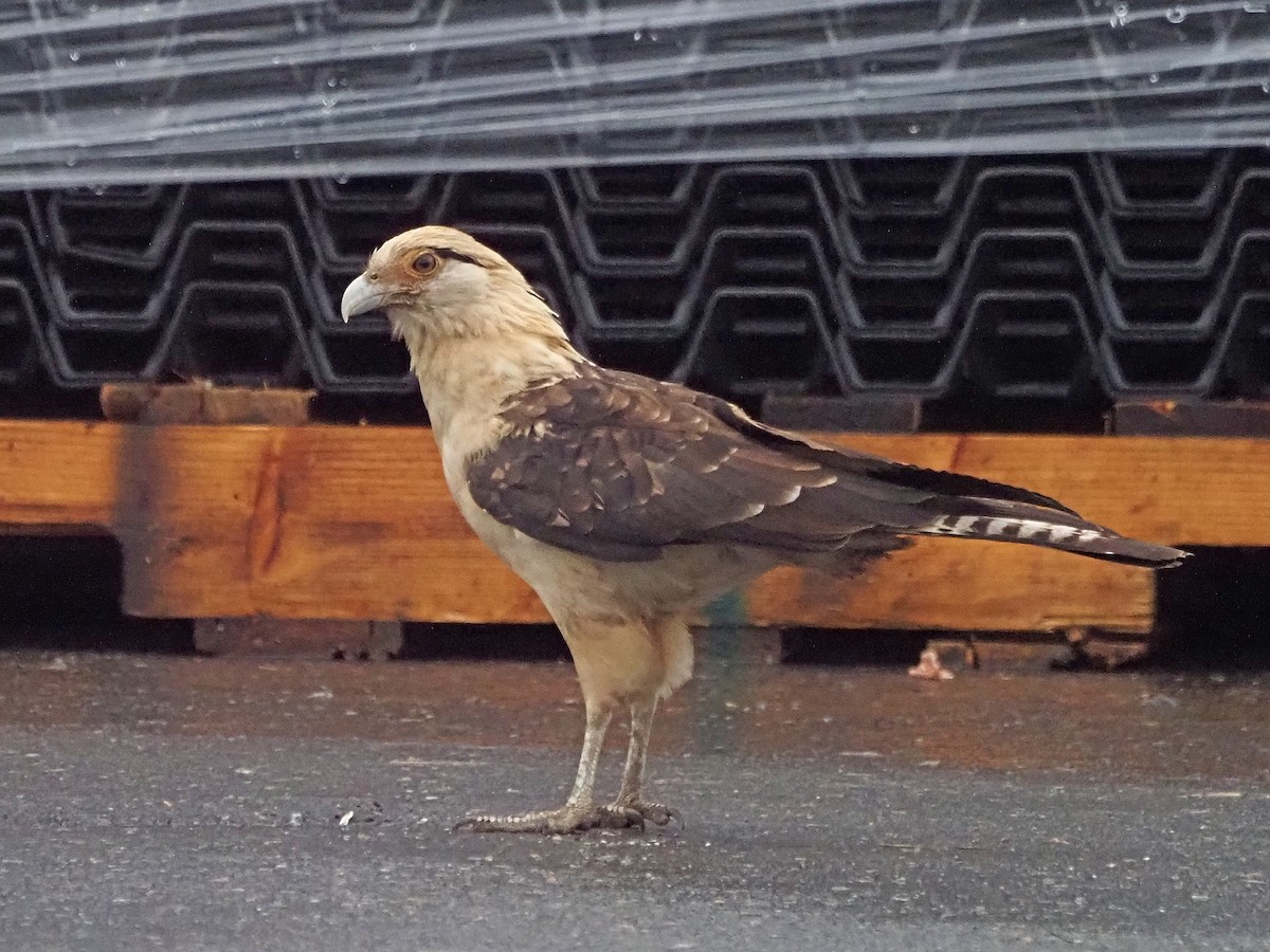 Yellow-headed Caracara - ML645573420