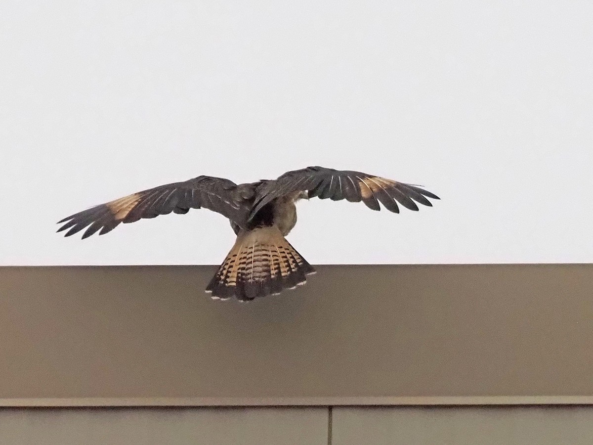 Yellow-headed Caracara - ML645573421