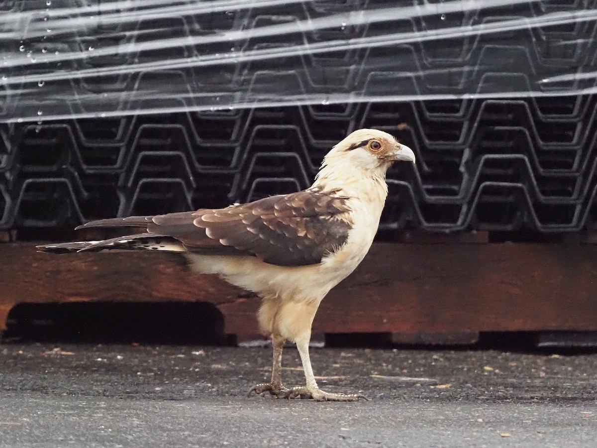 Yellow-headed Caracara - ML645573422