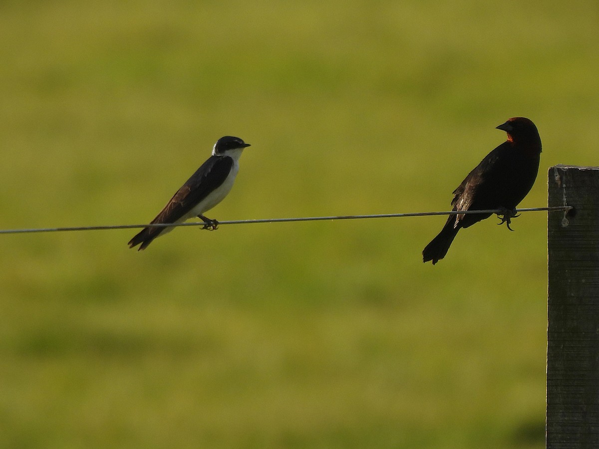 White-rumped Swallow - ML645573424