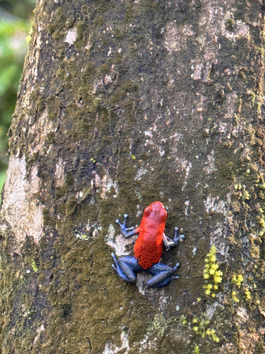 Strawberry Poison Dart Frog - ML645573427
