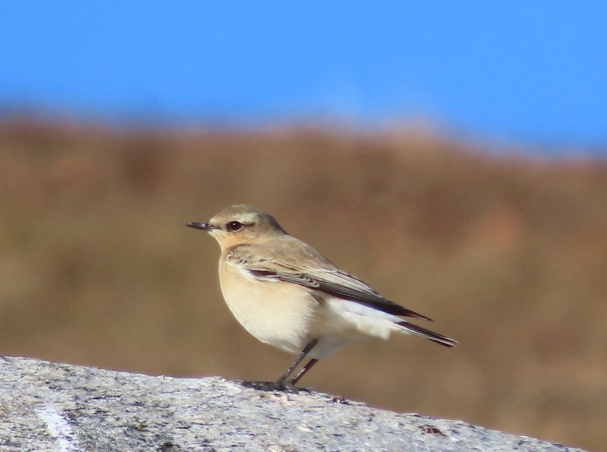 Northern Wheatear - ML645573429