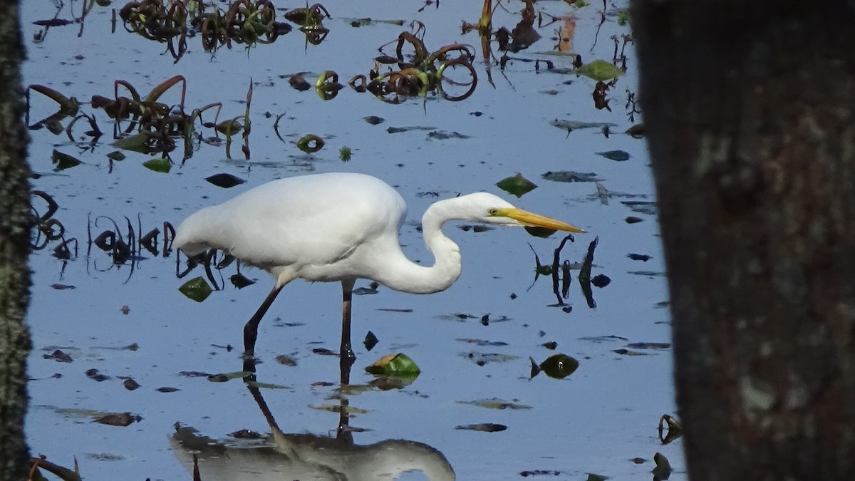 Great Egret - ML645573433